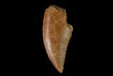 Serrated, Raptor Tooth - Real Dinosaur Tooth #137181-1